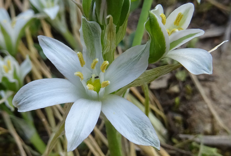 Ornithogalum sp. -Asparagaceae
